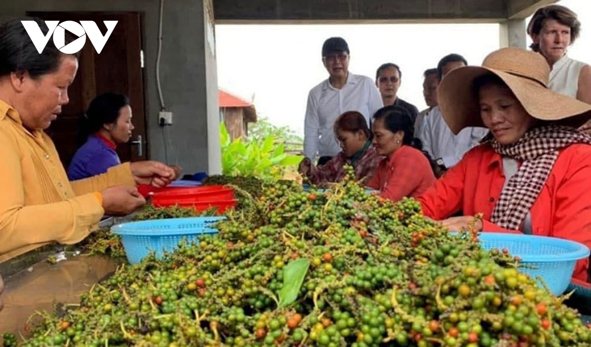 Xuất khẩu nông sản của Campuchia tăng vọt bất chấp dịch bệnh